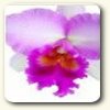 flor flor