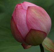 loto