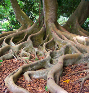 raices