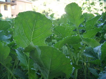 brocoli en crecimiento