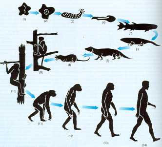 Evolución 